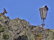 06 Madonnina di Cima Aga (2720 m) vegliata da stambecco